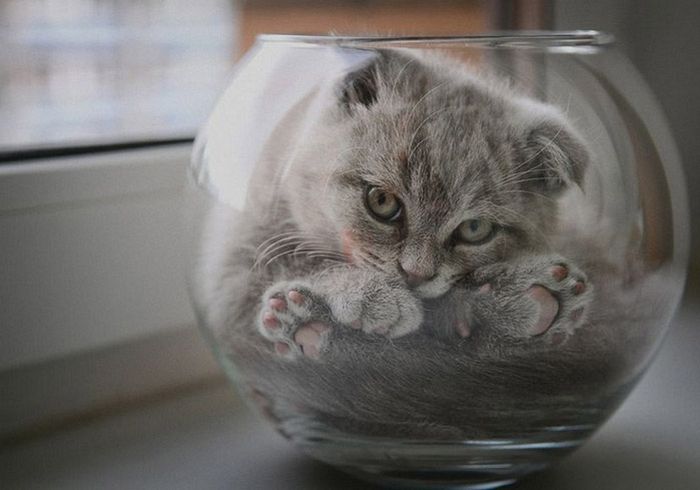 Name:  cat-in-a-bowl.jpg
Views: 160
Size:  40.3 KB