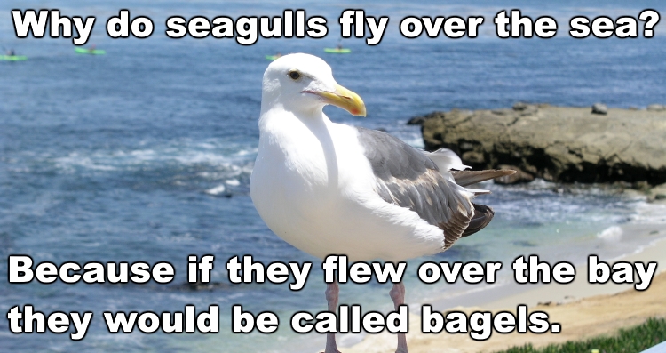 Name:  seagulls.jpg
Views: 4994
Size:  254.3 KB