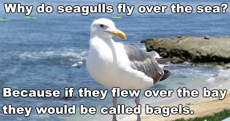 Name:  seagulls.jpg
Views: 4926
Size:  254.3 KB