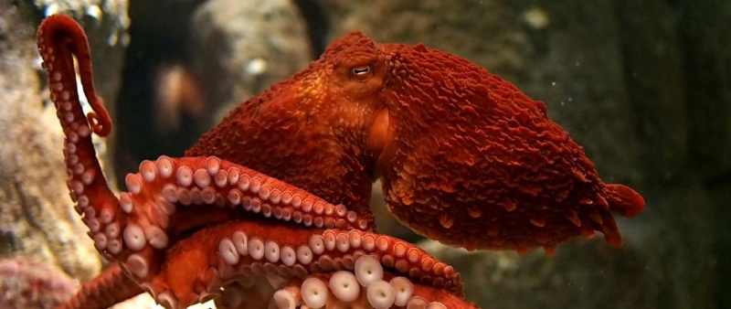 Name:  giant-pacific-octopus.jpg
Views: 1143
Size:  92.2 KB
