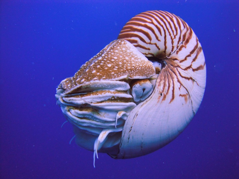 Name:  1200px-Nautilus_Palau.jpg
Views: 1229
Size:  152.4 KB