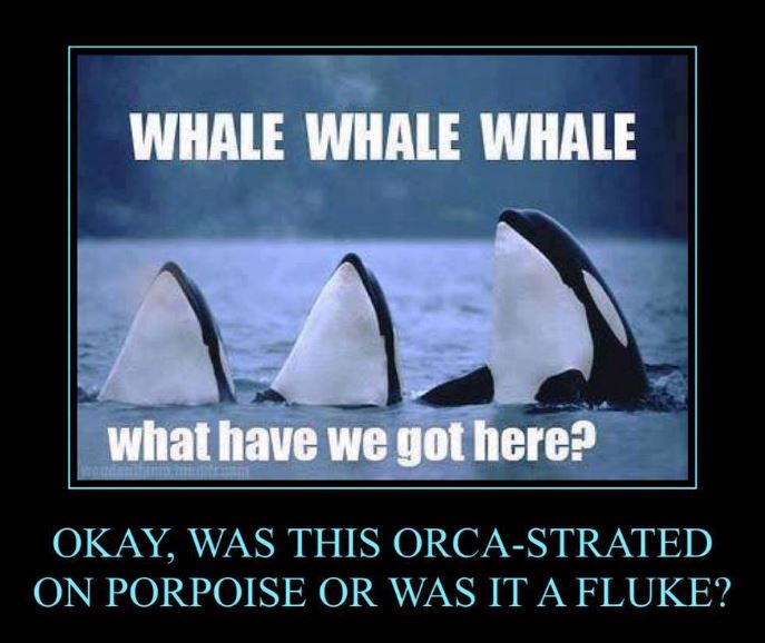 Name:  whale-pun.jpg
Views: 1591
Size:  61.9 KB