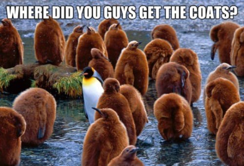 Name:  Penguins-In-Coats.jpg
Views: 2389
Size:  57.5 KB