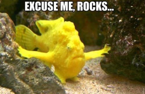 Name:  fish-funny-rocks-words-Favim.com-687030.jpg
Views: 1996
Size:  26.9 KB