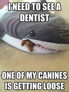 Name:  0277a78bd50db6b83b0a7da659636ac6--dental-jokes-dental-hygiene.jpg
Views: 12769
Size:  19.0 KB