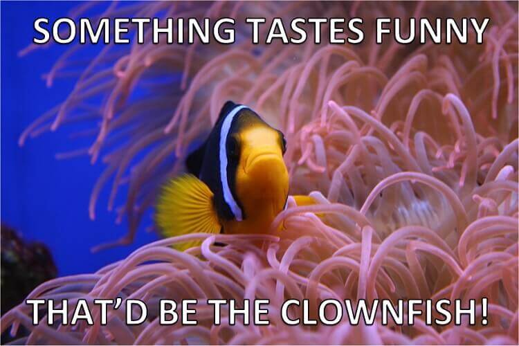 Name:  Clownfish-Fish-Puns.jpg
Views: 13302
Size:  47.0 KB