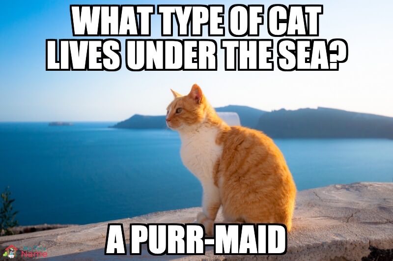 Name:  What-type-of-cat-lives-under-the-sea-A-purr-maid-.jpg
Views: 10837
Size:  57.5 KB