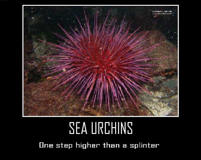 Name:  SeaUrchin.jpg
Views: 1622
Size:  161.0 KB