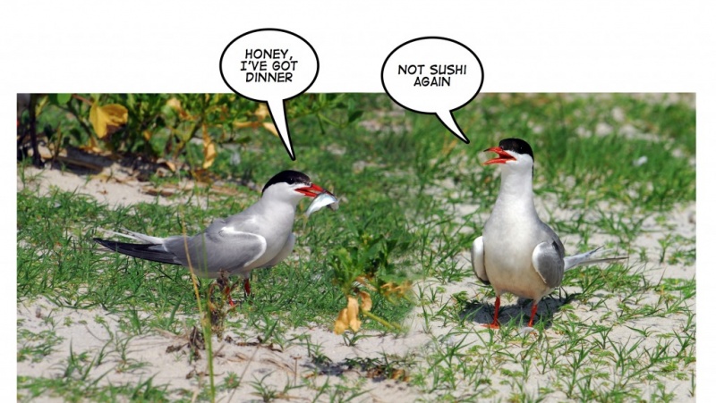 Name:  Beach-Humor3-1024x577.jpg
Views: 4953
Size:  156.8 KB