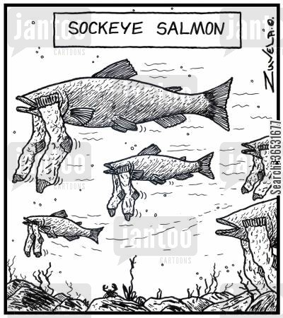 Name:  animal-kingdom-eyes-sockeye_salmon-salmon-footwear-sock-36531677_low.jpg
Views: 1244
Size:  72.8 KB