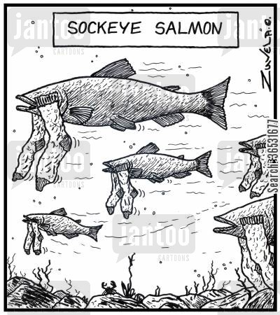 Name:  animal-kingdom-eyes-sockeye_salmon-salmon-footwear-sock-36531677_low.jpg
Views: 1196
Size:  72.8 KB