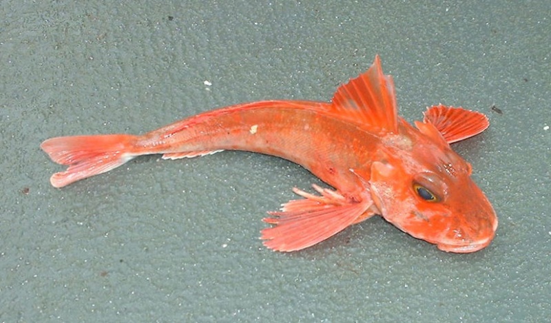 Name:  redgurnard.jpg
Views: 2153
Size:  148.2 KB