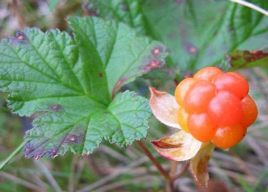 Name:  Cloudberry.jpg
Views: 1197
Size:  23.0 KB