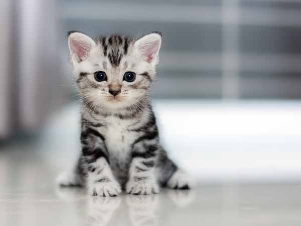 Name:  017 American-shorthair-cat.jpg
Views: 176
Size:  25.7 KB