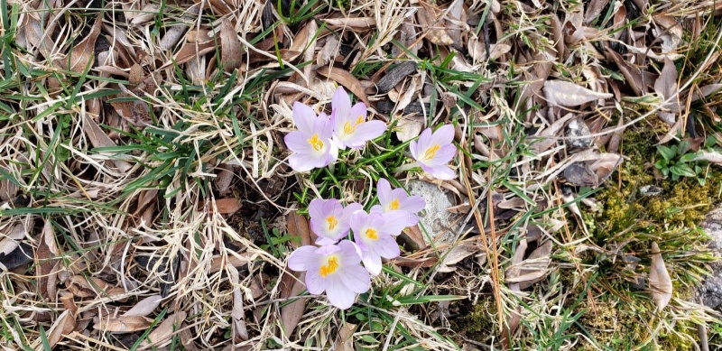 Name:  spring flowers 1.jpg
Views: 65
Size:  244.8 KB