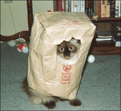 Name:  cat-picture-bag-8.jpg
Views: 1264
Size:  28.9 KB