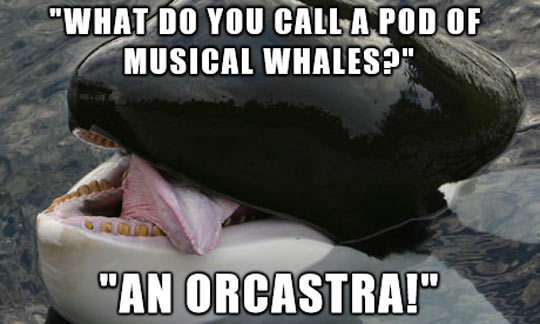 Name:  funny-orca-whale-jokes-ocean.jpg
Views: 1641
Size:  35.9 KB