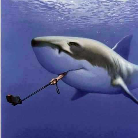 Name:  selfie-shark.jpg
Views: 2498
Size:  17.8 KB