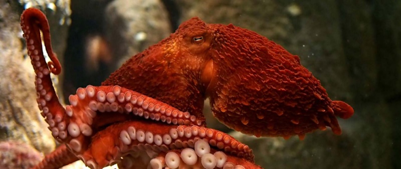 Name:  giant-pacific-octopus.jpg
Views: 1137
Size:  92.2 KB