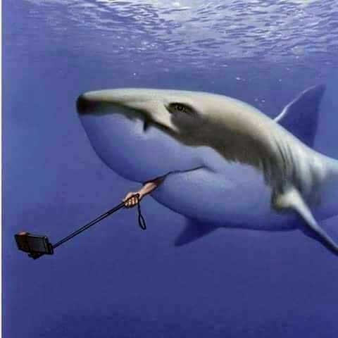 Name:  selfie-shark.jpg
Views: 2495
Size:  17.8 KB