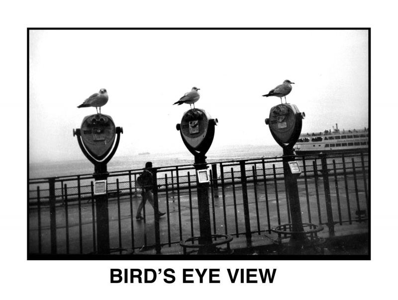 Name:  flo-birds.jpg
Views: 3492
Size:  118.7 KB
