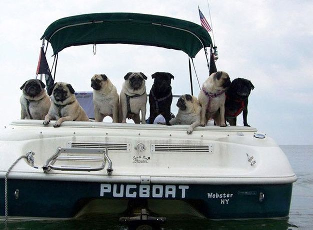 Name:  dc0f45929dea89f574e76236550886d9--funny-boat-names-pug-love.jpg
Views: 1608
Size:  42.6 KB