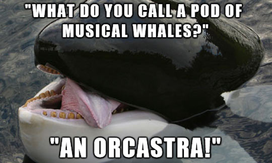 Name:  funny-orca-whale-jokes-ocean.jpg
Views: 1247
Size:  35.9 KB