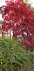 Click image for larger version. 

Name:	Red Maple.jpg 
Views:	13 
Size:	232.5 KB 
ID:	51334