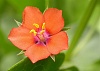 Click image for larger version. 

Name:	Anagallis_arvensis_2.jpg 
Views:	20 
Size:	203.4 KB 
ID:	21936