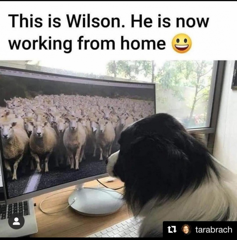 Name:  dog working from home.jpg
Views: 83
Size:  170.9 KB